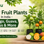 Buy Fruit Plants Online In India – Mango, Guava, Citrus & More | Upjau