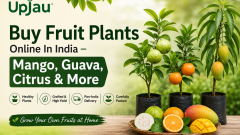 Buy Fruit Plants Online In India – Mango, Guava, Citrus & More | Upjau