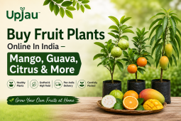 Buy Fruit Plants Online In India – Mango, Guava, Citrus & More Upjau